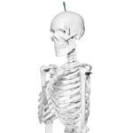 Human Skeleton 5 Feet Indian Plastic Skeleton