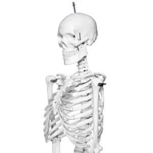 Human Skeleton 5 Feet Indian Plastic Skeleton