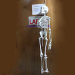 Human Skeleton 5 Feet Indian Plastic Skeleton Real Picture