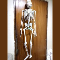 Human Skeleton 5 Feet Indian Plastic Skeleton in Front