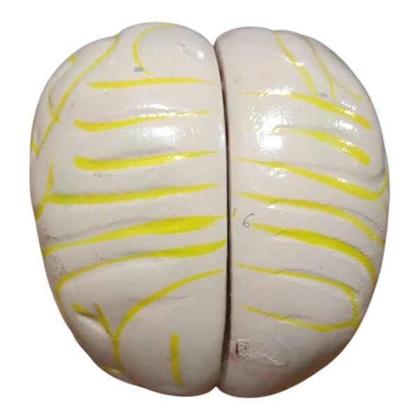 Human Brain Artificial Model RP-11 Human Brain Artificial Model RP-11