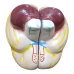 Human Brain Artificial Model - Image 4