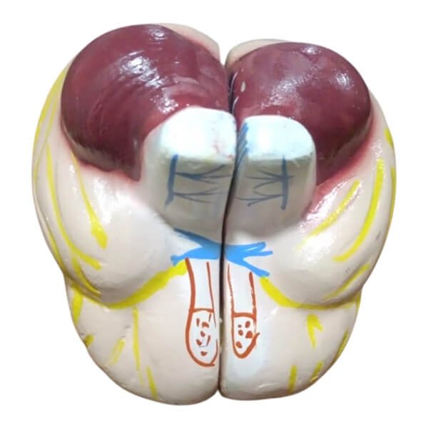 Human Brain Artificial Model RP-22 Human Brain Artificial Model - Image 4