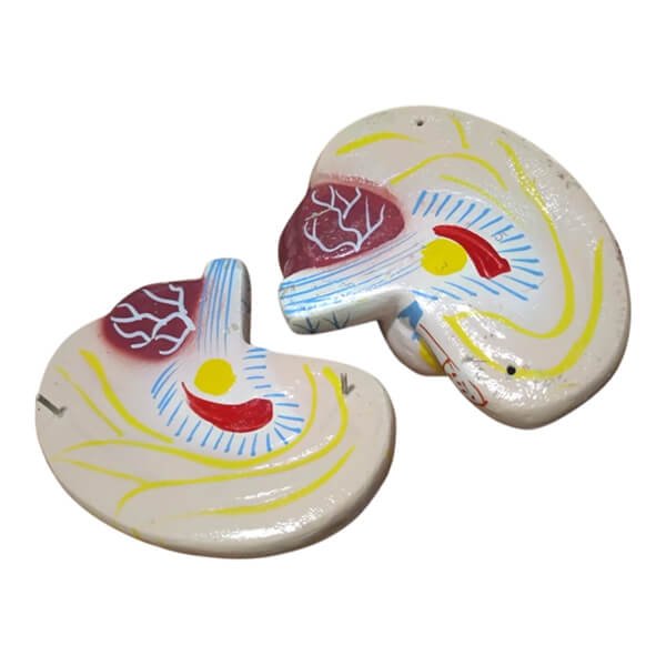 Human Brain Artificial Model Real Picture 33 Human Brain Artificial Model Real Picture 33