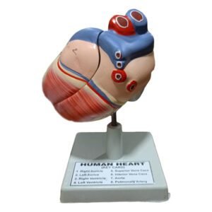 Human Heart Model New Design