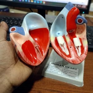 Human Heart Model Open Heart