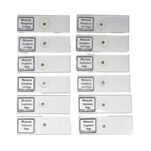 Meiosis Permanent Slide 1 Set