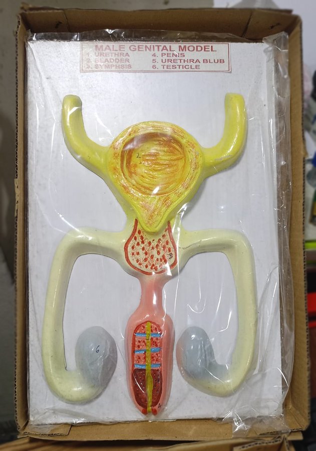 Male Genital Model for Education Real Picture