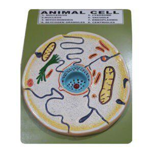 Animal Cell Model