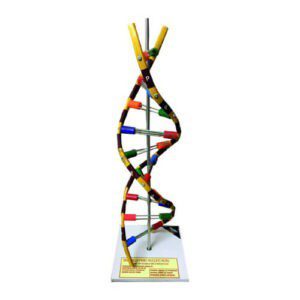 Artifial DNA Model on Stand