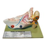 Human Ear Model-Scientific Ear Model