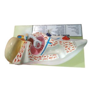 Human Ear Model-Scientific Ear Model