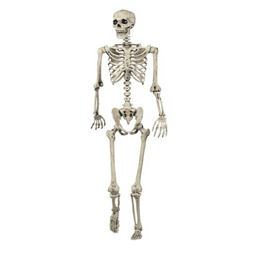Human Skeleton 5 Feet Indian Fiber Glass