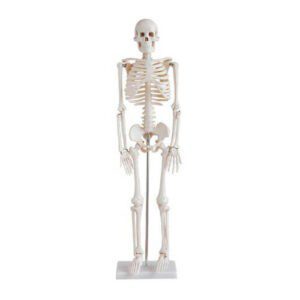 Human Skeleton 85CM Model XC 102
