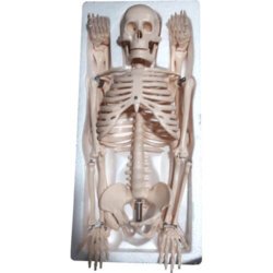 Human Skeleton 85CM, Model: XC-102