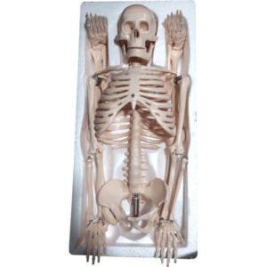 Human Skeleton 85CM, Model: XC-102