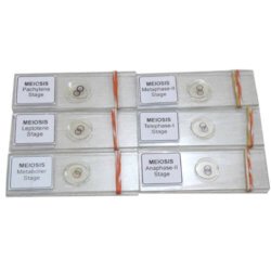 Meiosis Permanent Slide 1 Set