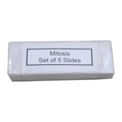 Mitosis Permanent Slide 1 Set