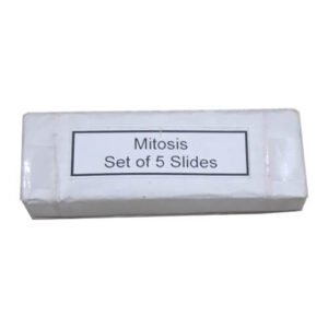 Mitosis Permanent Slide 1 Set