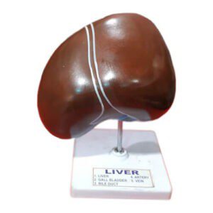 Model of Liver