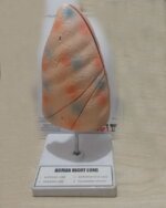 Human Lung Model for Education