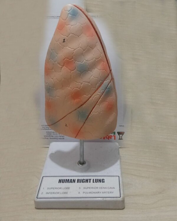 Human lung Model for Education back side Human Lung Model for Education