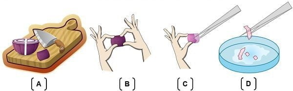 steps to separate onion peel