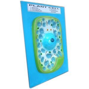 Model of Plant Cell on Board