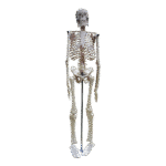 Small Human Skeleton 42cm China