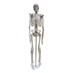 Small Human Skeleton 42cm China