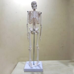 Small Human Skeleton 42cm China
