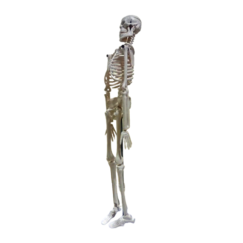 Small Human Skeleton 42cm China Left Side