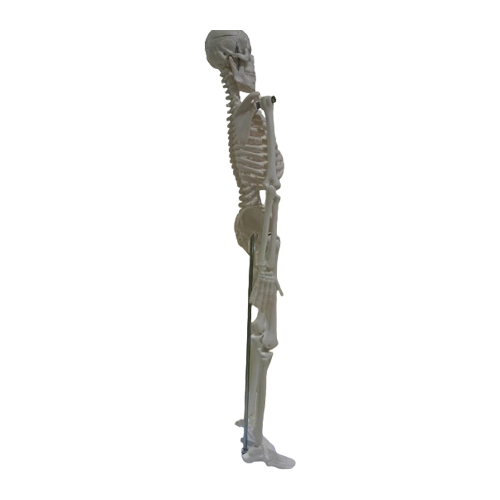 Small Human Skeleton 42cm China Right Side