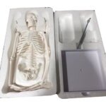 Small Human Skeleton 42cm China