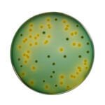 TCBS Agar 500gm Himedia India