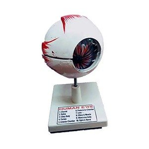 Artificial Models Category Image