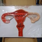 Female Genital Model for Anatomical Education - Image 2