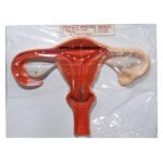 Female Genital Model for Education Labtex Branded