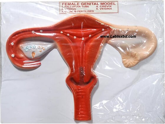 Female Genital Model for Education in Description