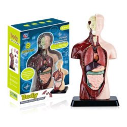 Human Anatomy Torso Model 24.5cm China