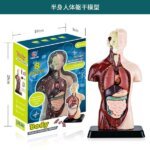 Human Anatomy Torso Model 24.5cm Details