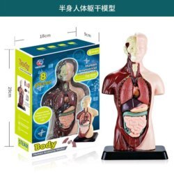 Human Anatomy Torso Model 24.5cm Details