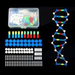 DNA Double Helix Structure Model Module - Image 3