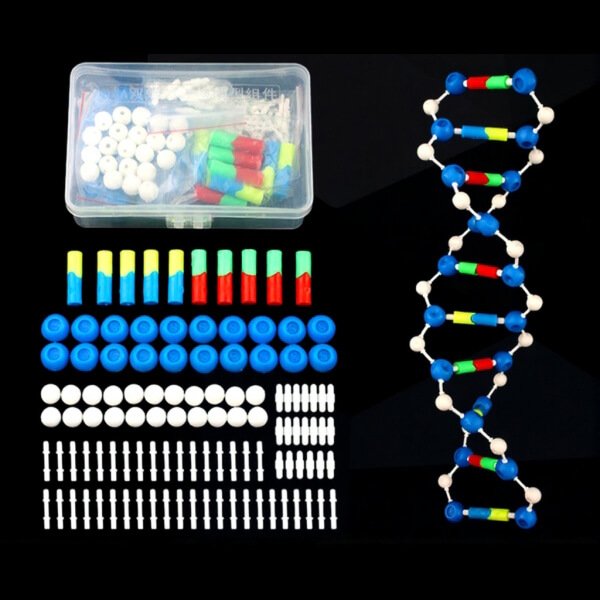 DNA Double Helix Structure Model Details DNA Double Helix Structure Model Module - Image 3
