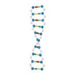 DNA Double Helix Structure Model (Junior)