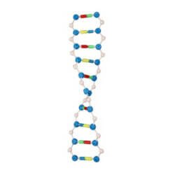 DNA Double Helix Structure Model (Junior)
