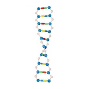 DNA Double Helix Structure Model (Junior)