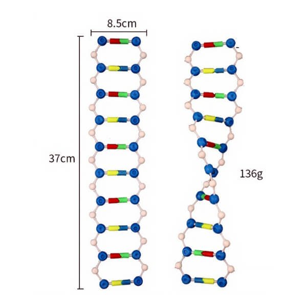 DNA Double Helix Structure Model (Junior) Size Setup DNA Double Helix Structure Model (Junior) Size Setup