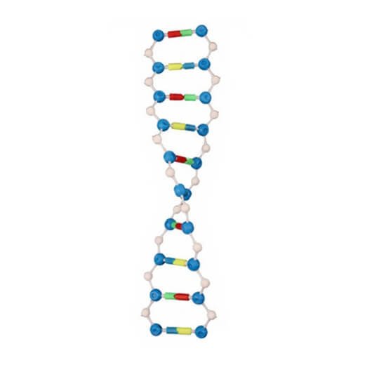 DNA Double Helix Structure Model (Junior) DNA Double Helix Structure Model (Junior)