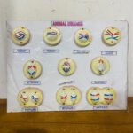 Animal Meiosis Model for Education Real Image
